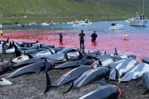 Isole Faroe si preparono a regolamentare la caccia ai delfini dopo le proteste